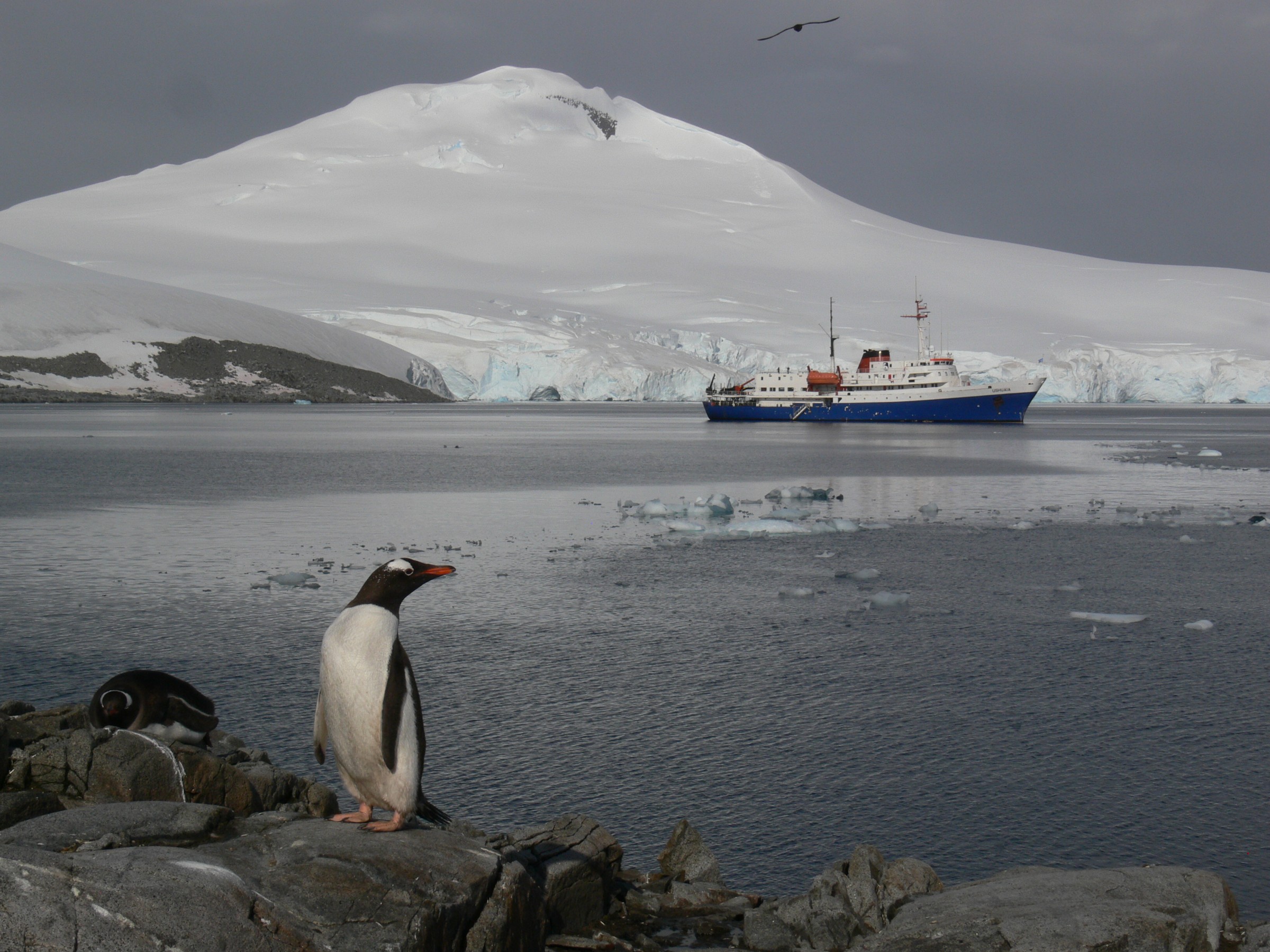 Penguin on the Antarctic shore with an expedition ship beyond