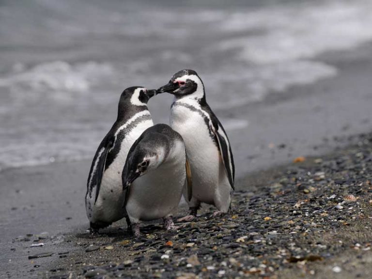Argentina Traveler Southern patagonia Penguins