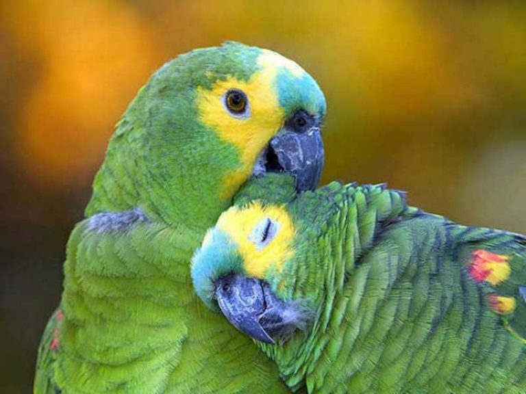 Argentina Traveler Iguazu Local birds