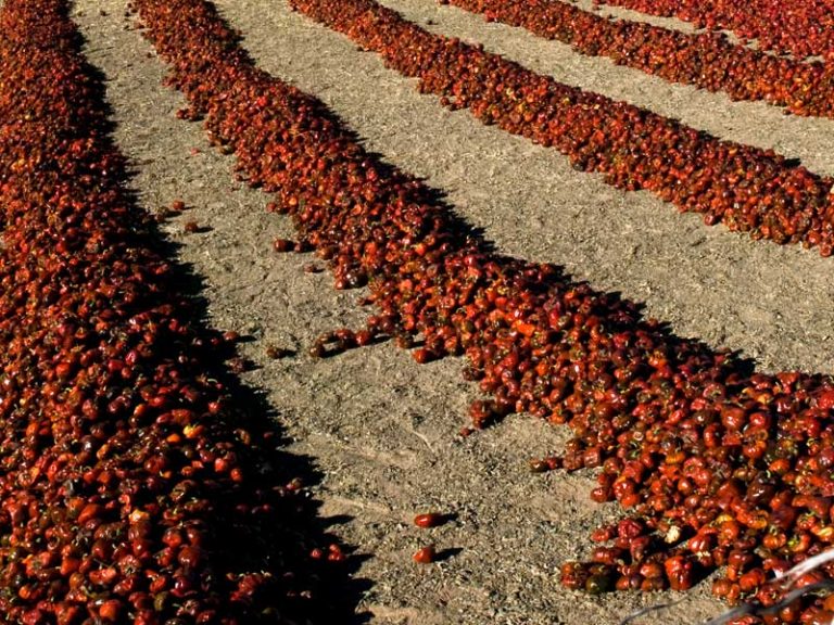 Argentina Traveler Salta dried sweet pepper