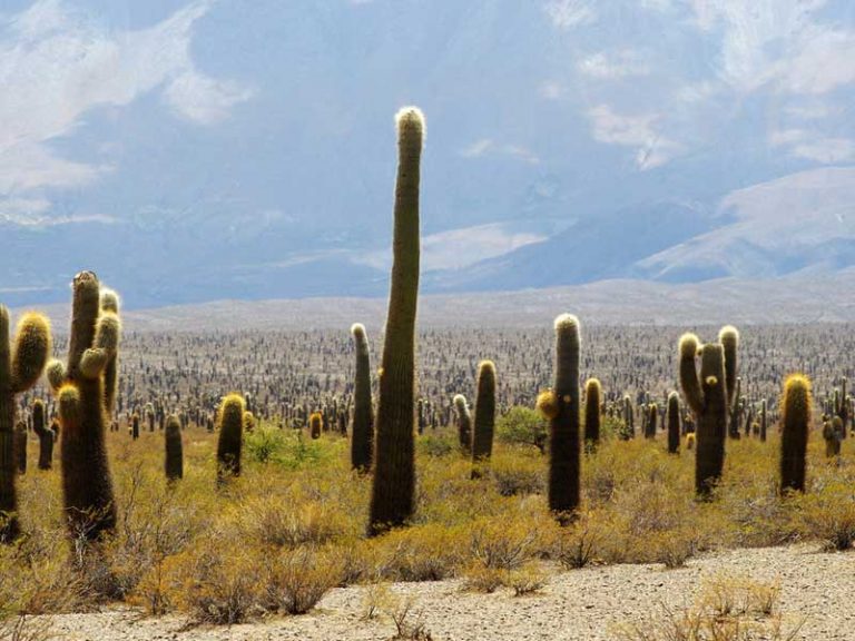 Argentina Traveler Salta los cardones